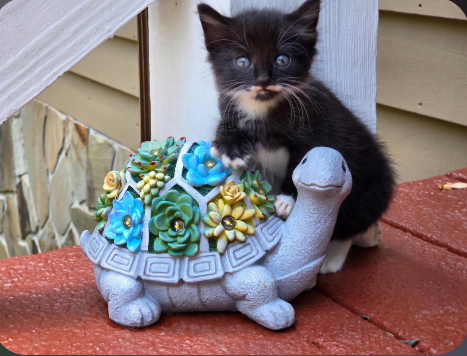 Enlarge Shadow, a Adoptable Domestic Medium Hair in Blairsville, GA image 3/3