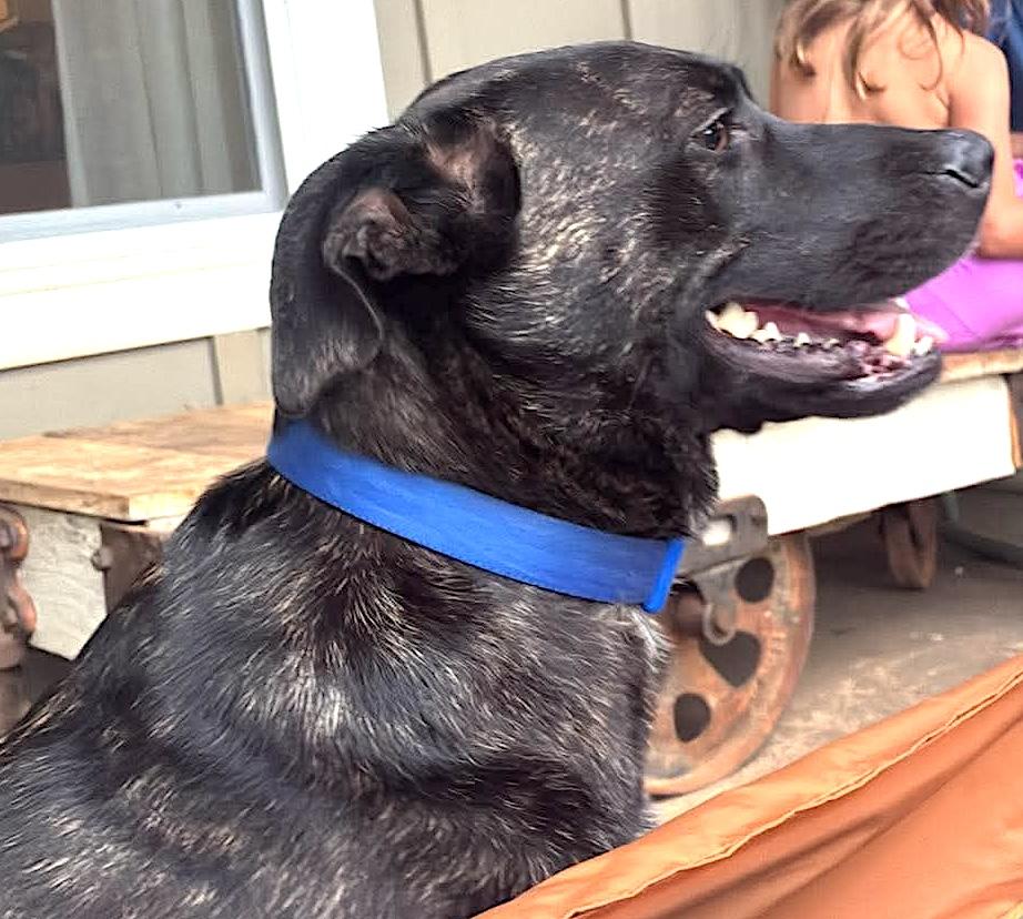 Mara, ADOPTABLE, Adult Female Labrador Retriever & Plott Hound.
