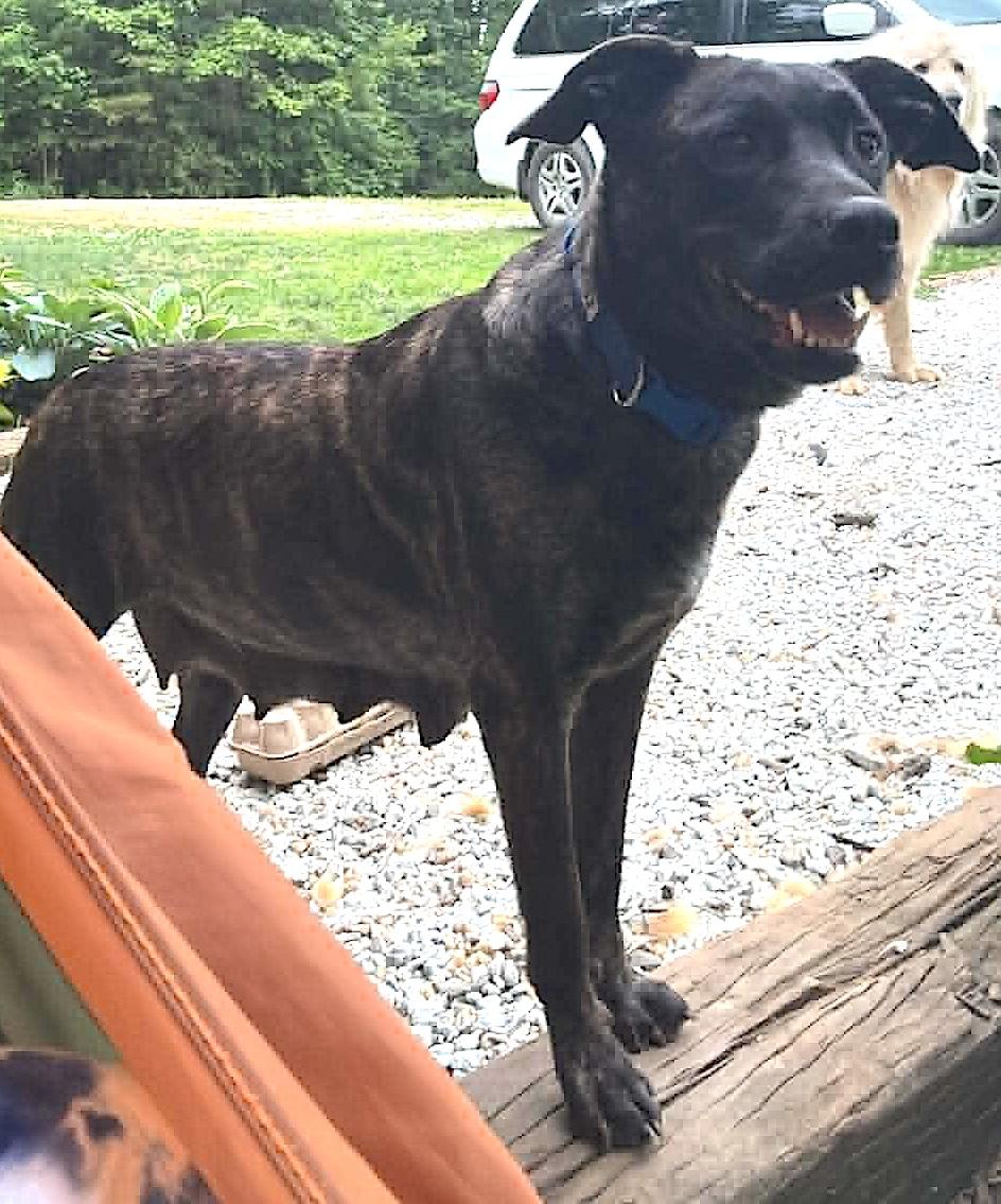 Enlarge Mara, a ADOPTABLE mixed breed in Mount Airy, NC image 2/4