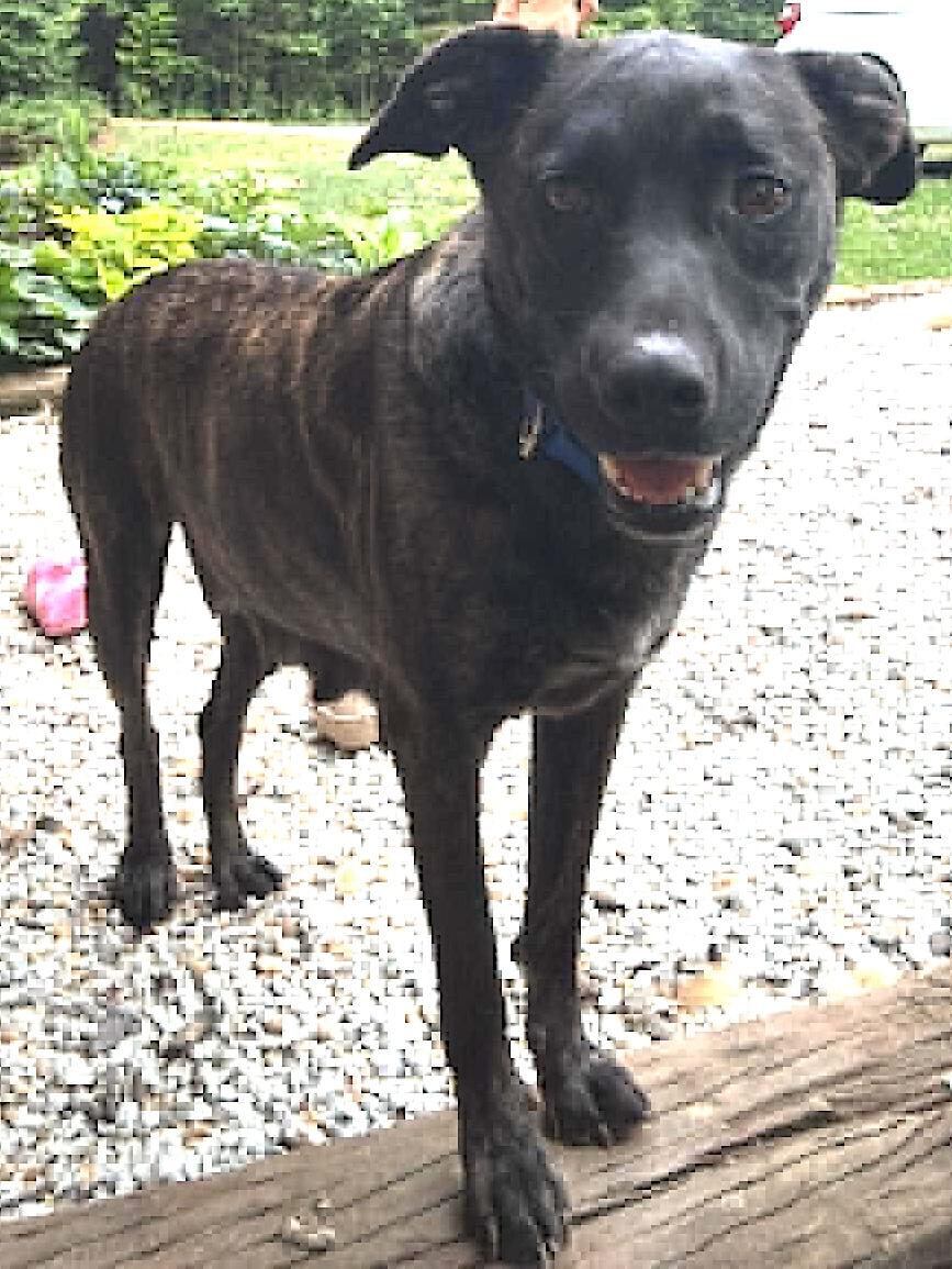 Enlarge Mara, a ADOPTABLE mixed breed in Mount Airy, NC image 3/4