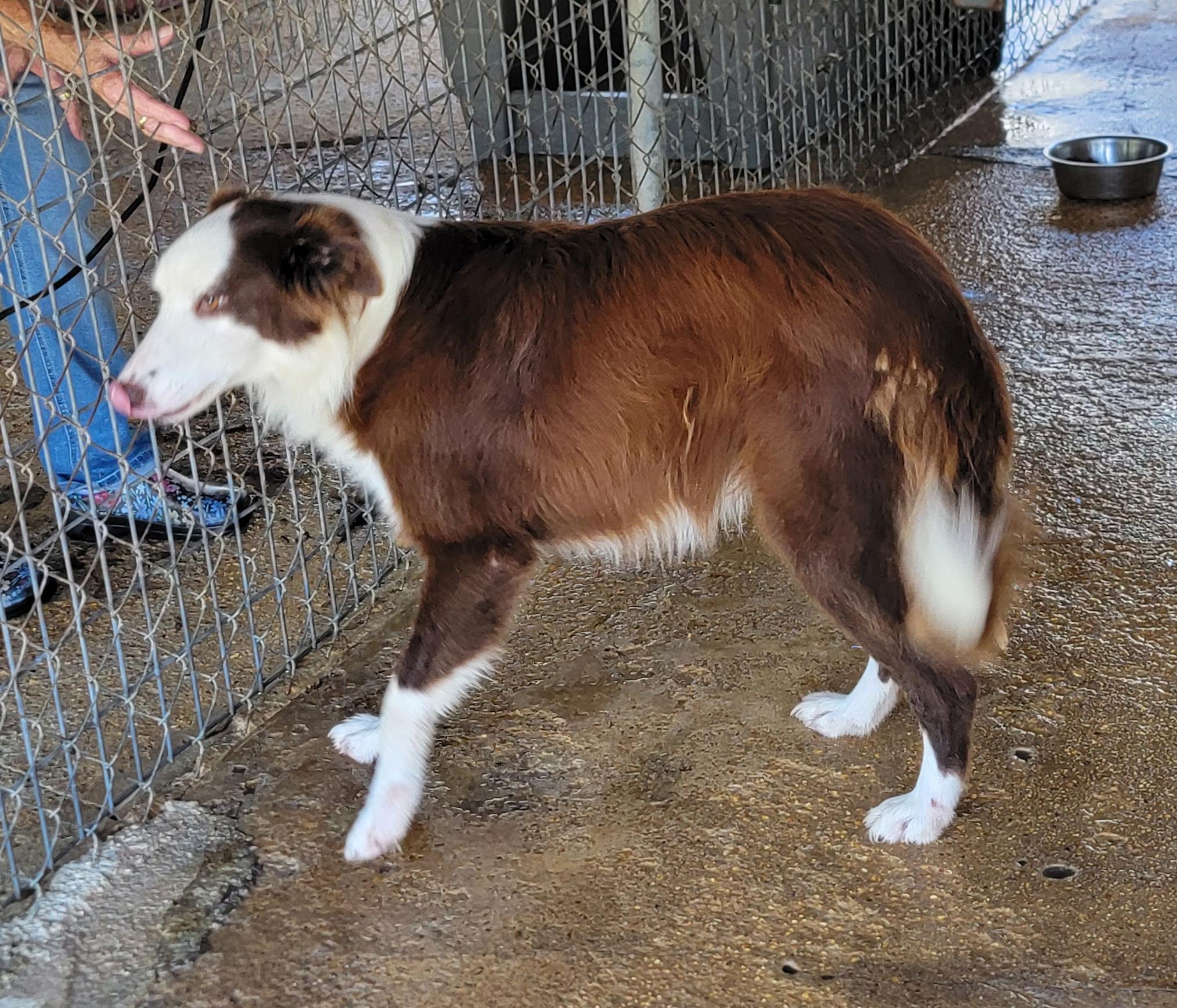 Enlarge Oakley, a Adoptable Border Collie in Bradenton, FL image 1/3