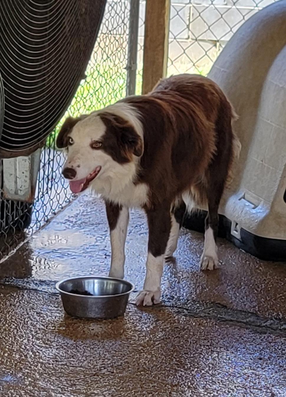 Enlarge Oakley, a Adoptable Border Collie in Bradenton, FL image 2/3