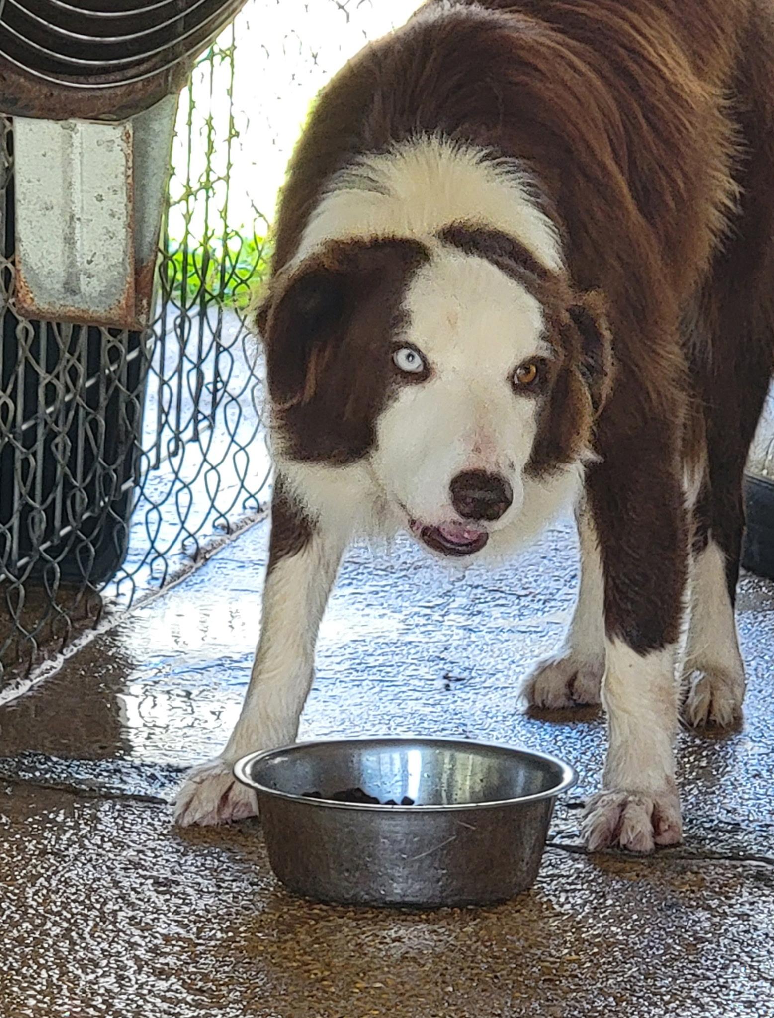 Enlarge Oakley, a Adoptable Border Collie in Bradenton, FL image 3/3