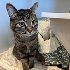 Kora, Adoptable, Adult Female Domestic Short Hair.