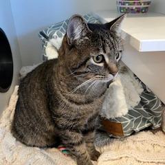 Enlarge Kora, a Adoptable Domestic Short Hair in Buellton, CA image 2/2