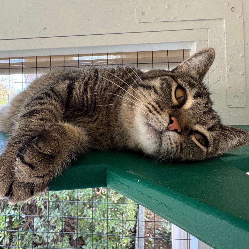 Kora — thumbnail 2