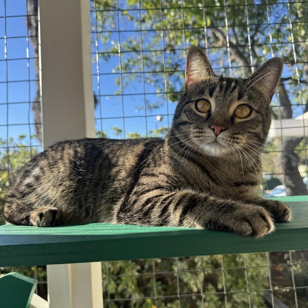 Kora — thumbnail 4