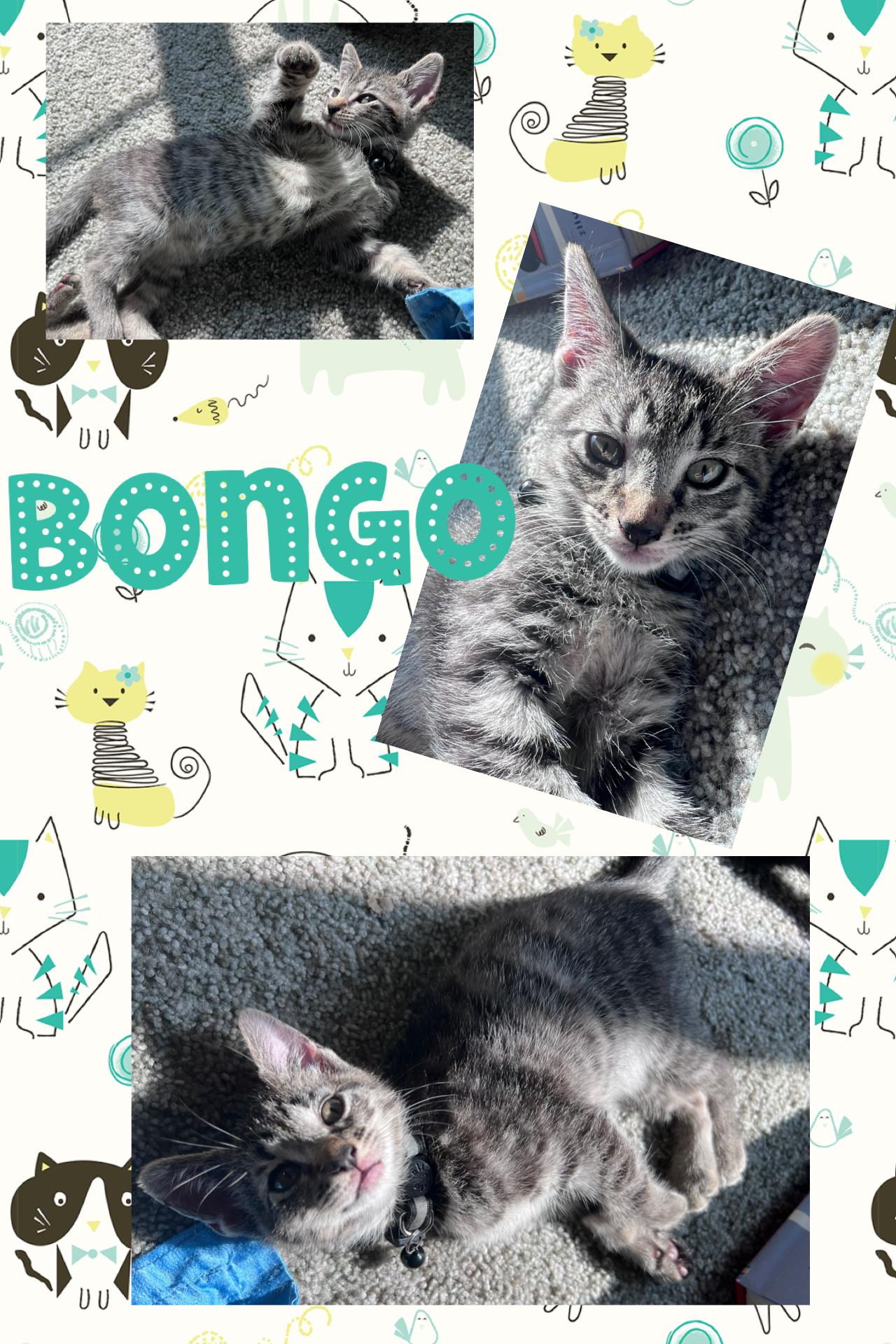 Enlarge Bongo, a ADOPTABLE Tabby in Pasco, WA image 2/6