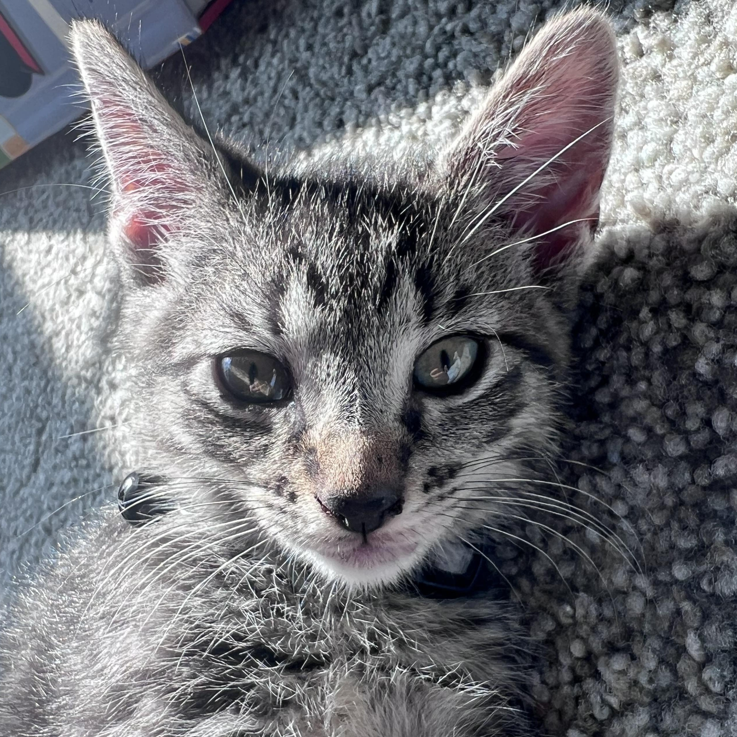Bongo, ADOPTABLE, Kitten Male Tabby.