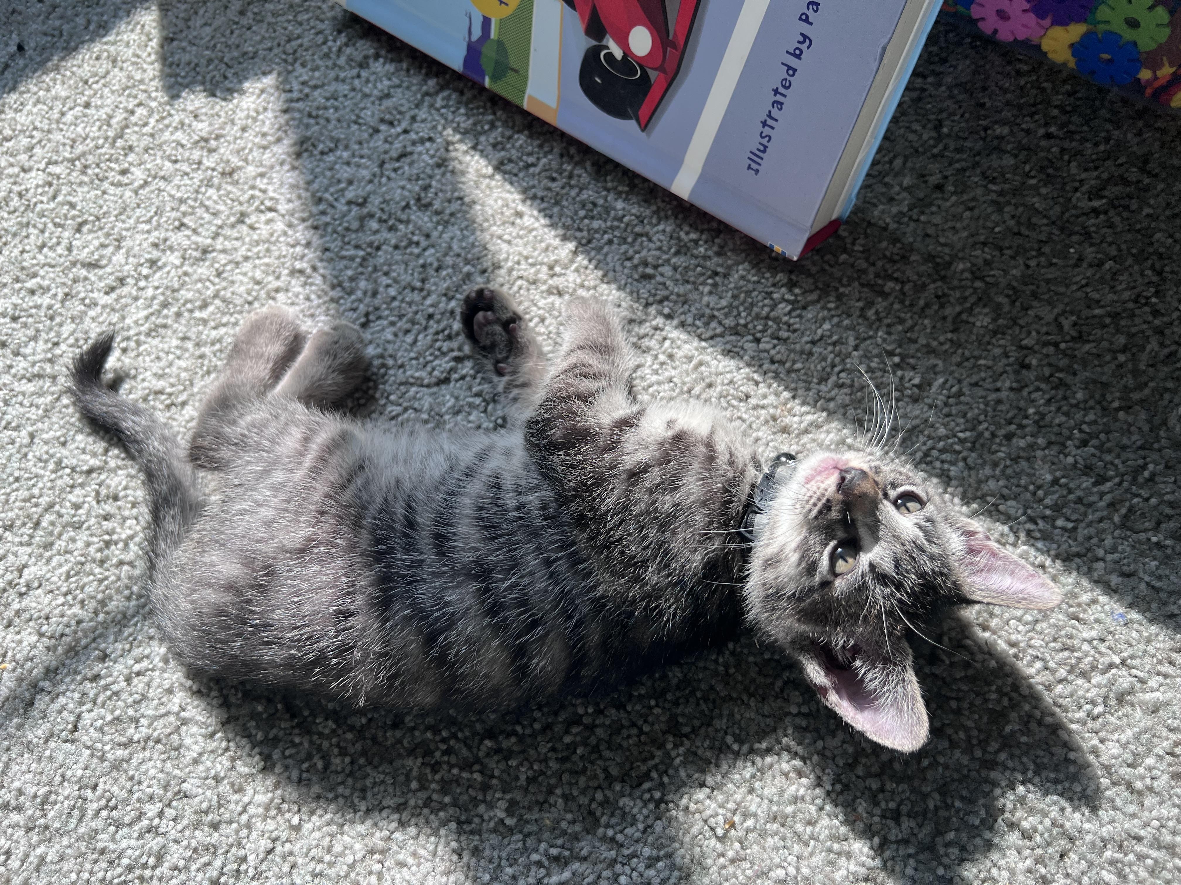 Enlarge Bongo, a ADOPTABLE Tabby in Pasco, WA image 5/6