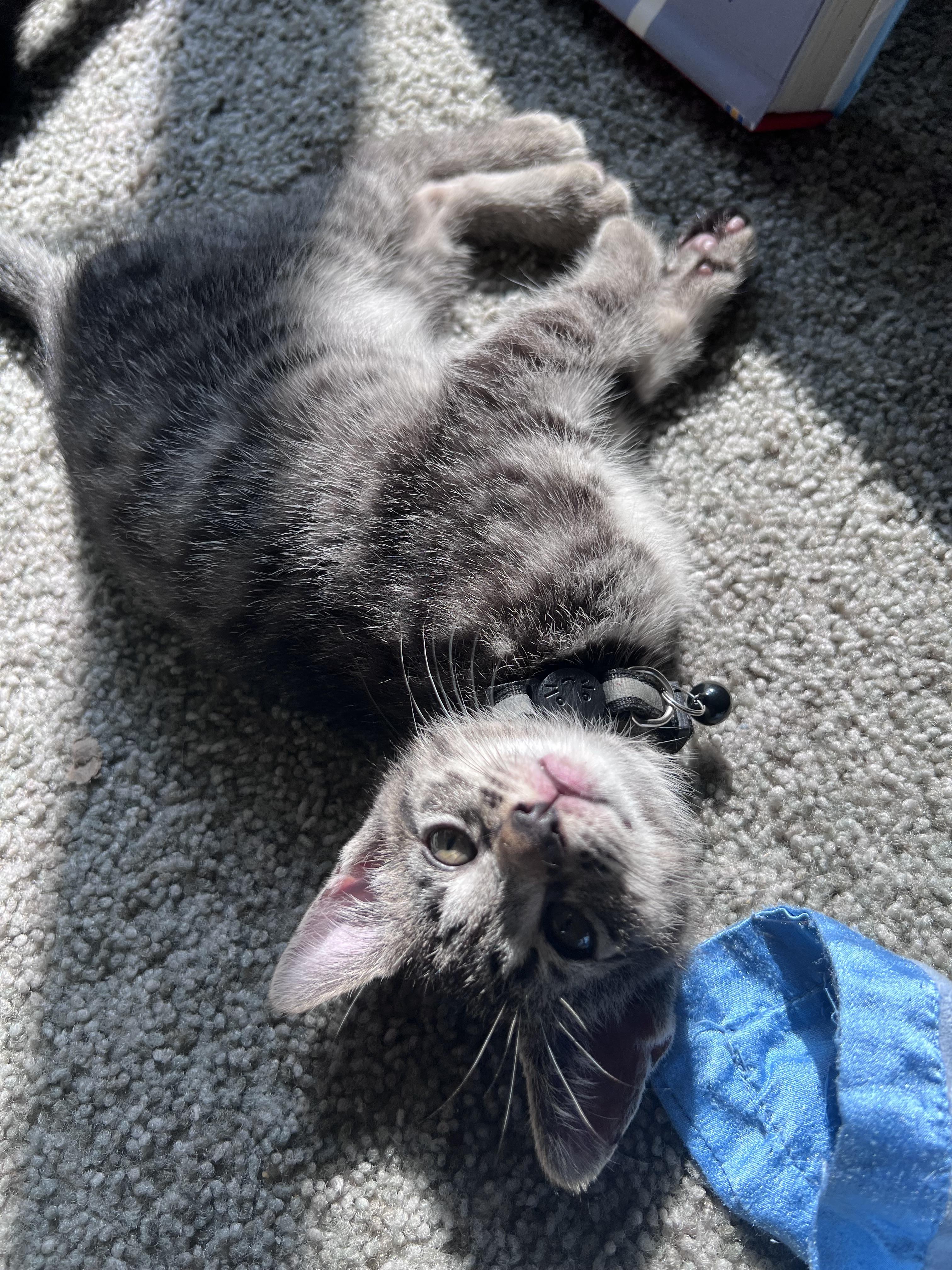 Enlarge Bongo, a ADOPTABLE Tabby in Pasco, WA image 6/6