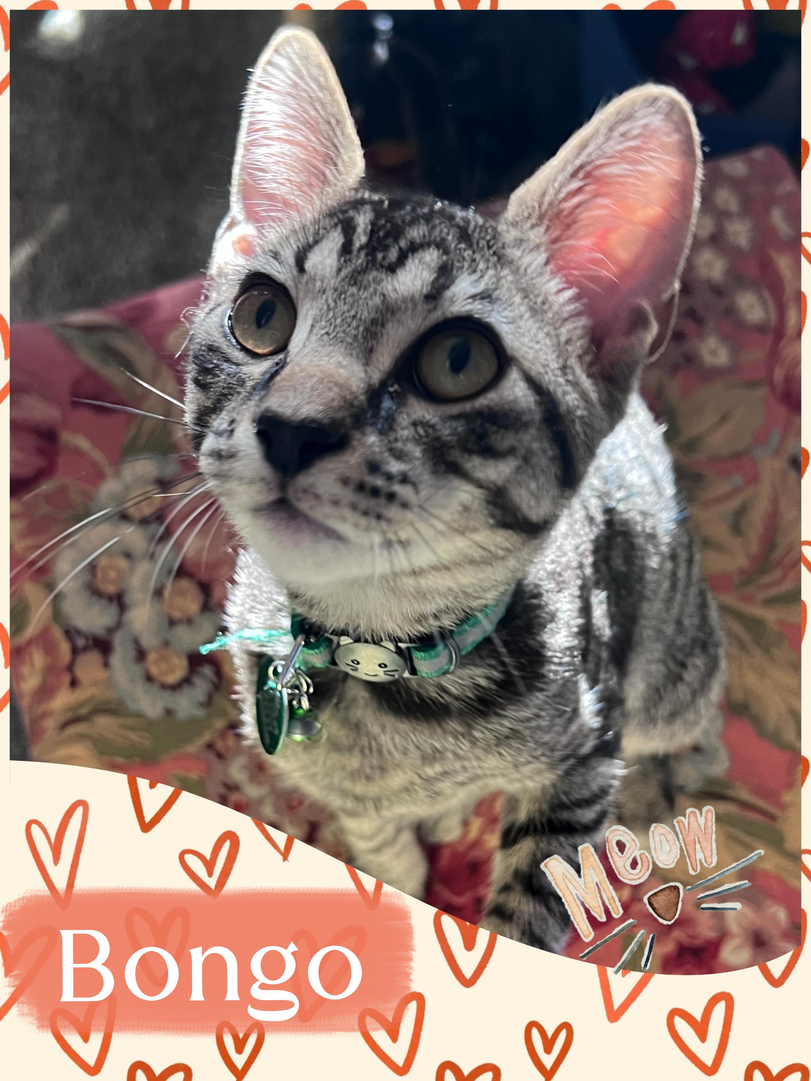 Bongo, a ADOPTABLE Tabby in Pasco, WA image 1/6