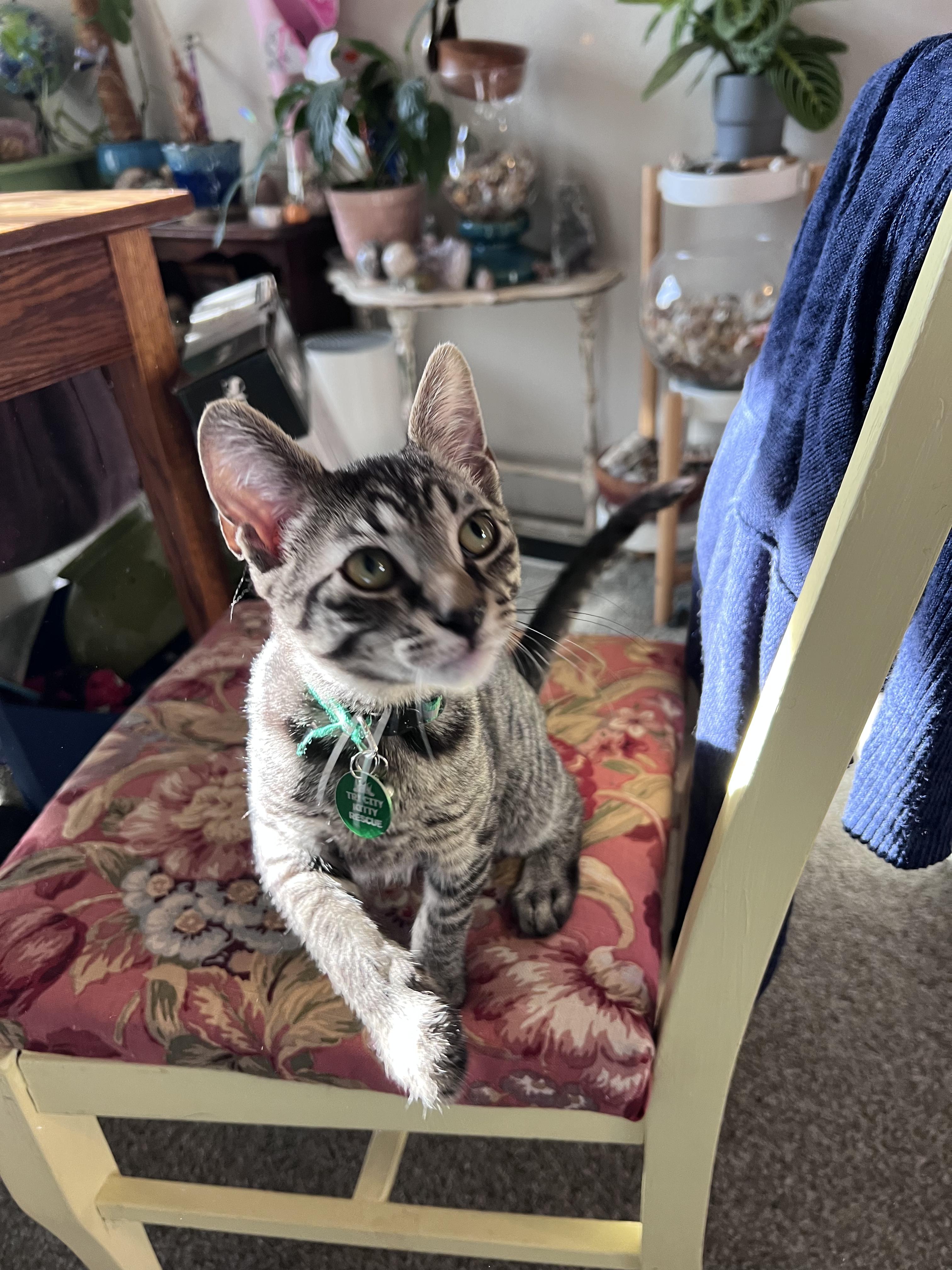 Bongo, a ADOPTABLE Tabby in Pasco, WA image 4/6