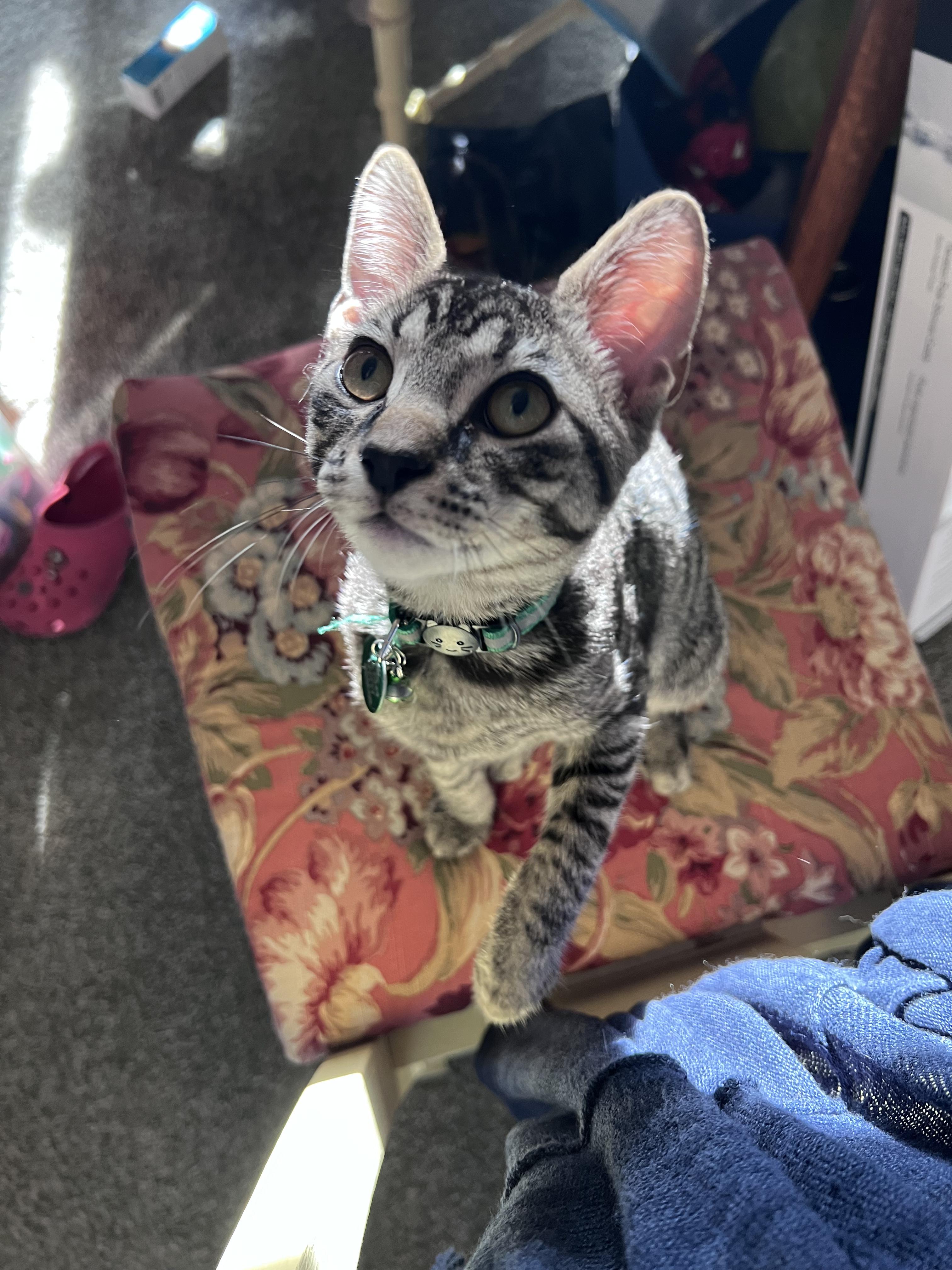 Bongo, a ADOPTABLE Tabby in Pasco, WA image 2/6