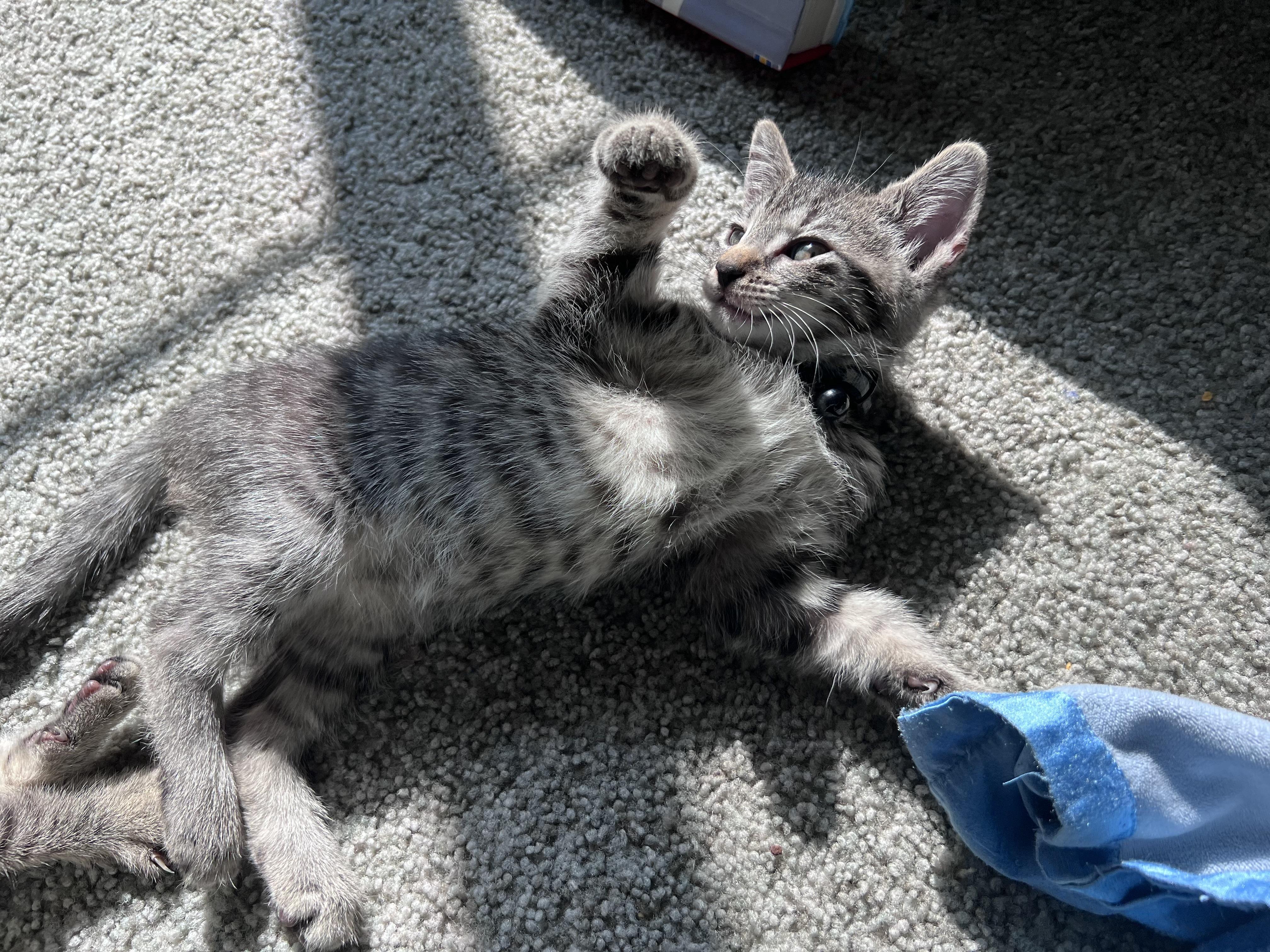 Enlarge Bongo, a ADOPTABLE Tabby in Pasco, WA image 4/6