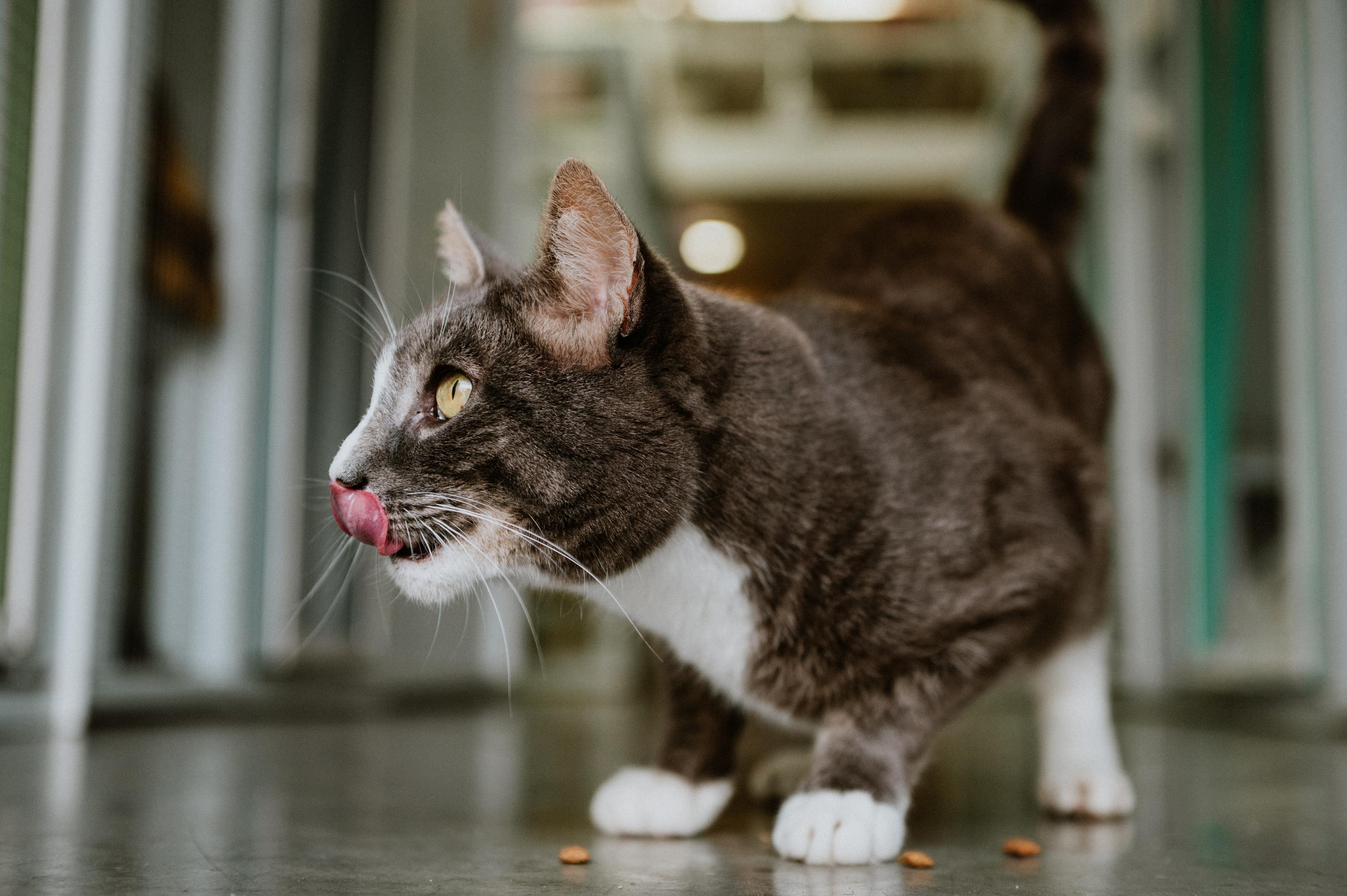 Enlarge Racket, a Adoptable Domestic Short Hair in Mission, BC image 3/6