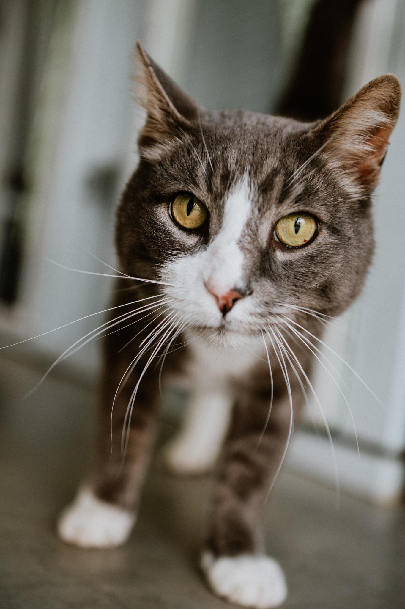 Enlarge Racket, a Adoptable Domestic Short Hair in Mission, BC image 2/6