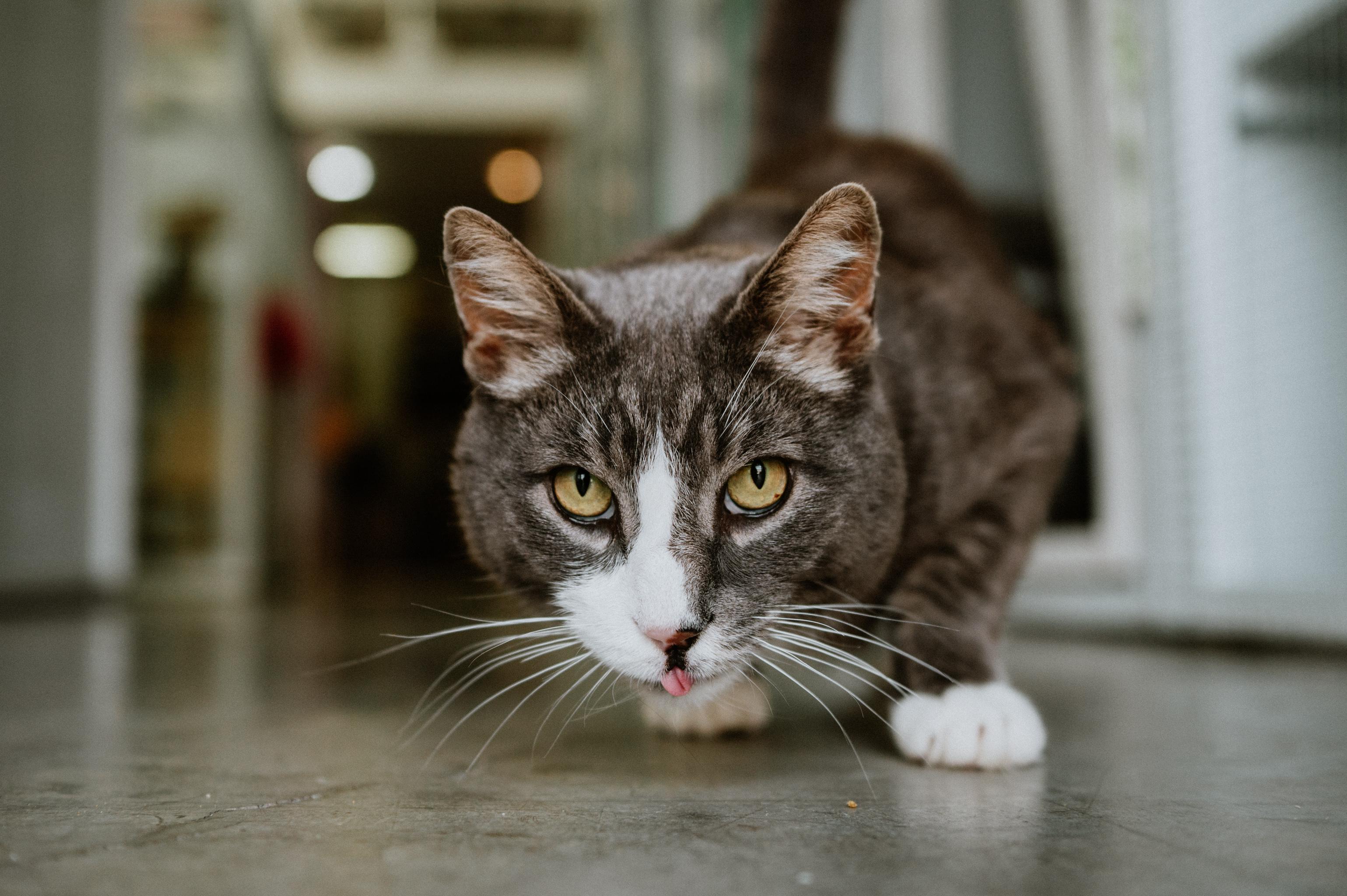 Enlarge Racket, a Adoptable Domestic Short Hair in Mission, BC image 4/6
