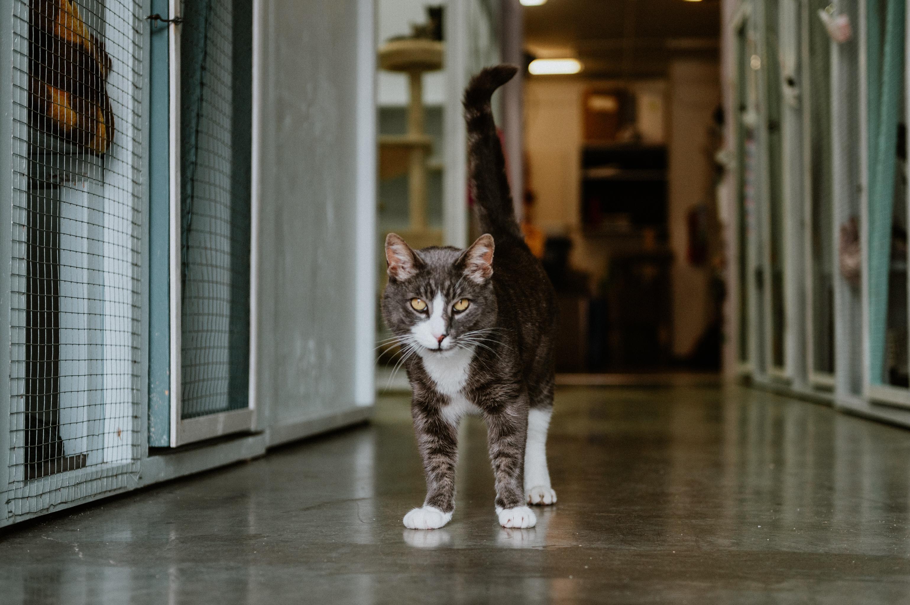 Enlarge Racket, a Adoptable Domestic Short Hair in Mission, BC image 6/6
