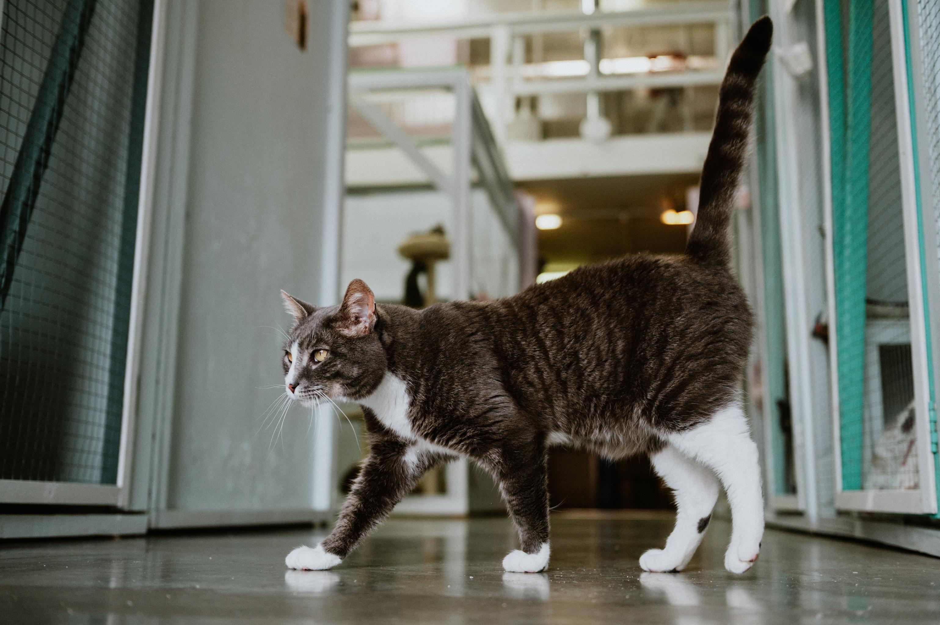 Enlarge Racket, a Adoptable Domestic Short Hair in Mission, BC image 5/6
