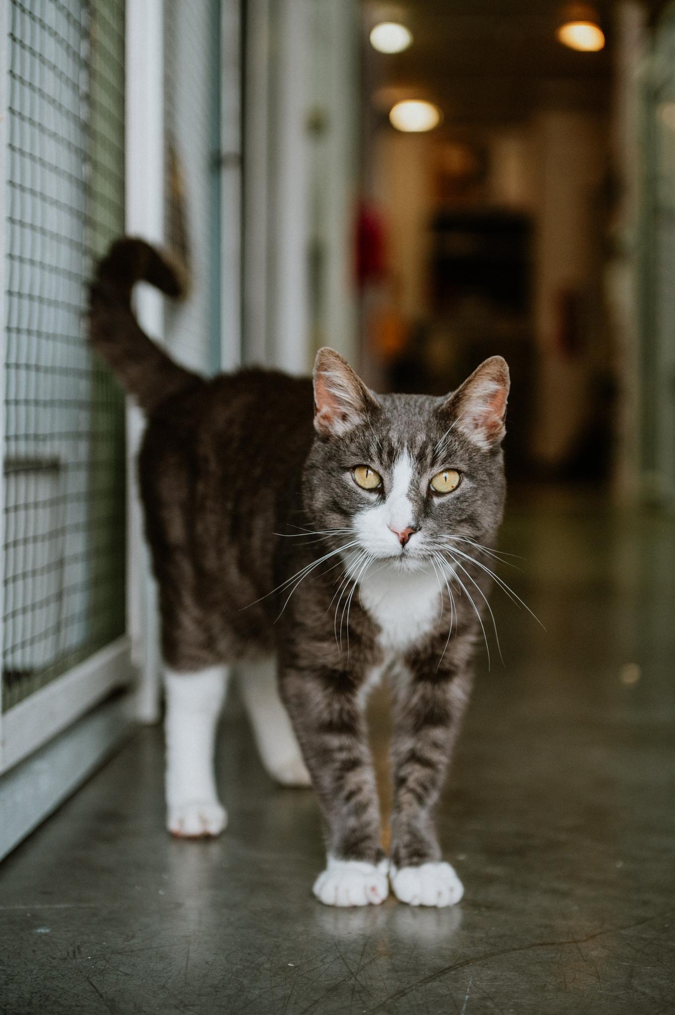 Racket, Adoptable, Adult Male Domestic Short Hair.