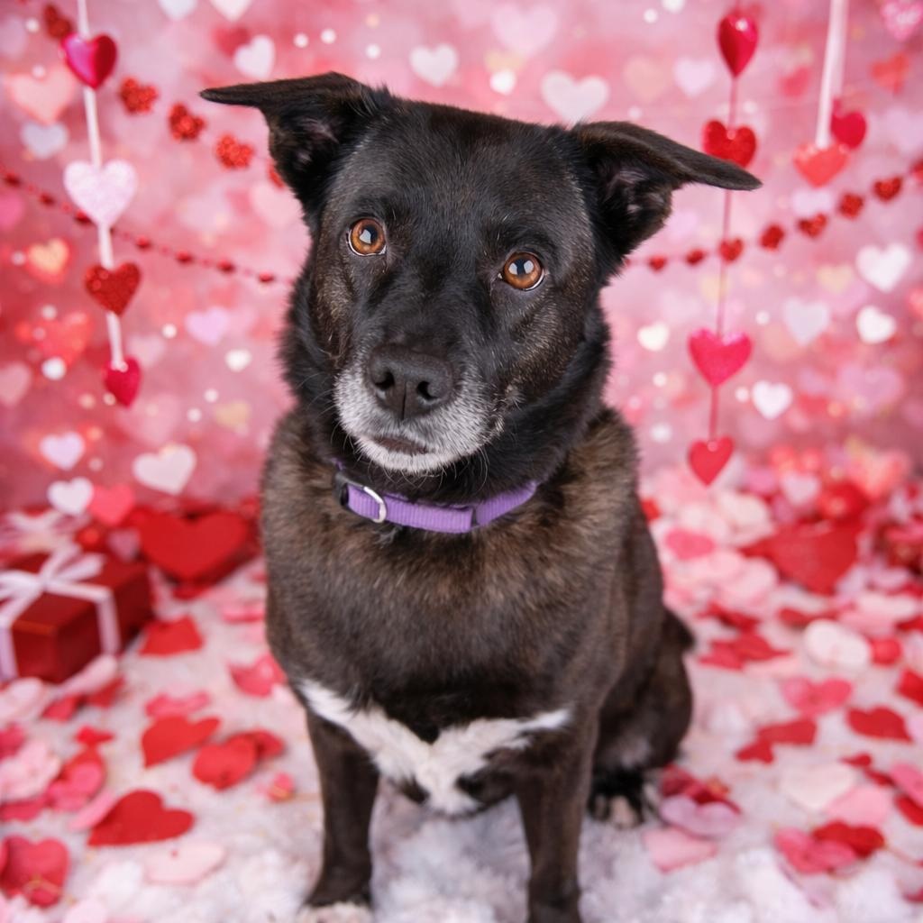 Mildred – Sweet, Happy, Full of Personality and Great with Dogs!