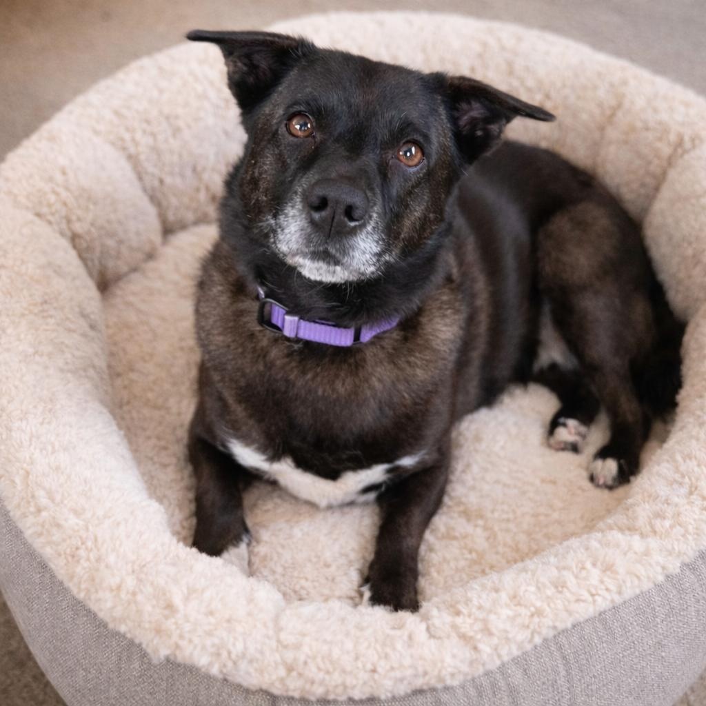 Mildred – Sweet, Happy, Full of Personality and Great with Dogs! — thumbnail 4