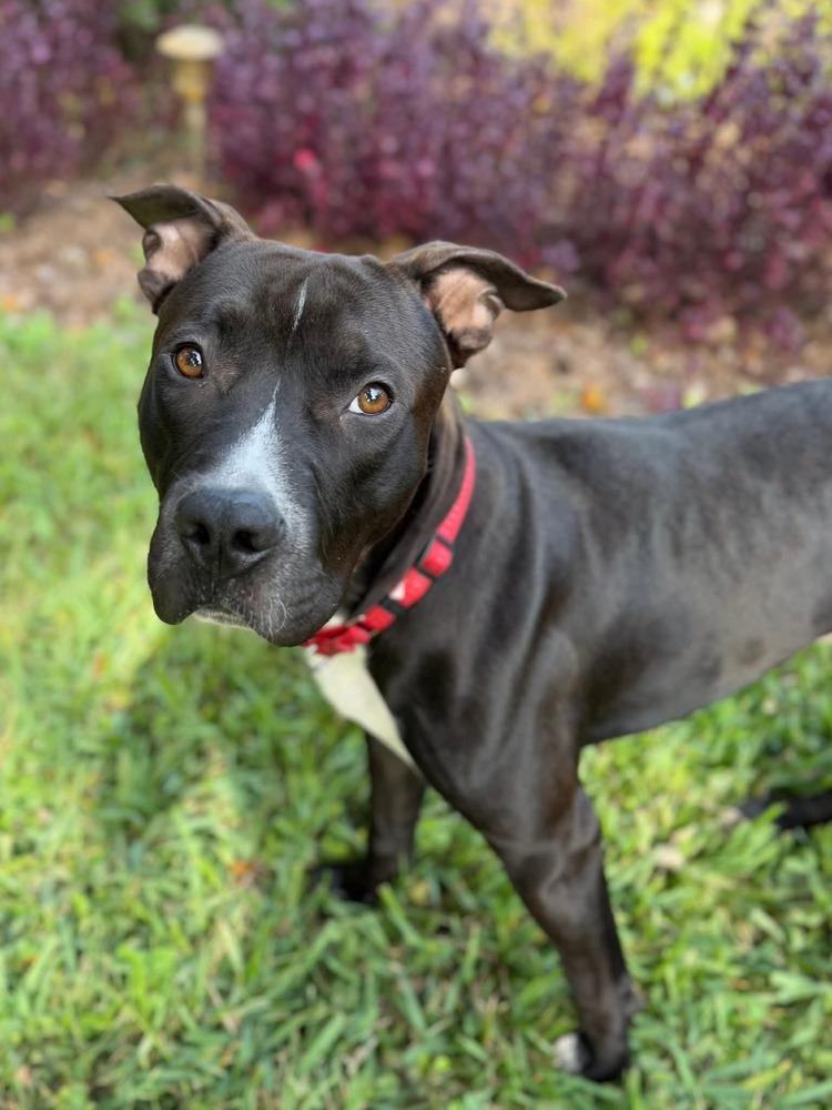 Magnet, Adoptable, Young Male American Bulldog & Labrador Retriever.