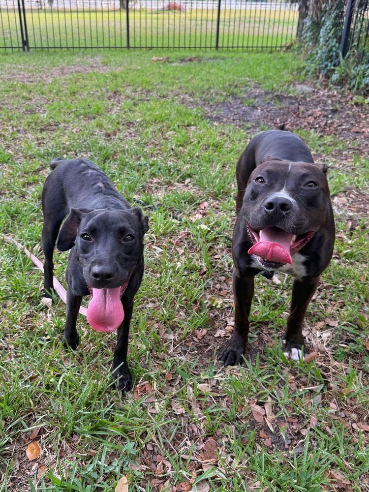 Magnet, Adoptable, Young Male American Bulldog & Labrador Retriever.