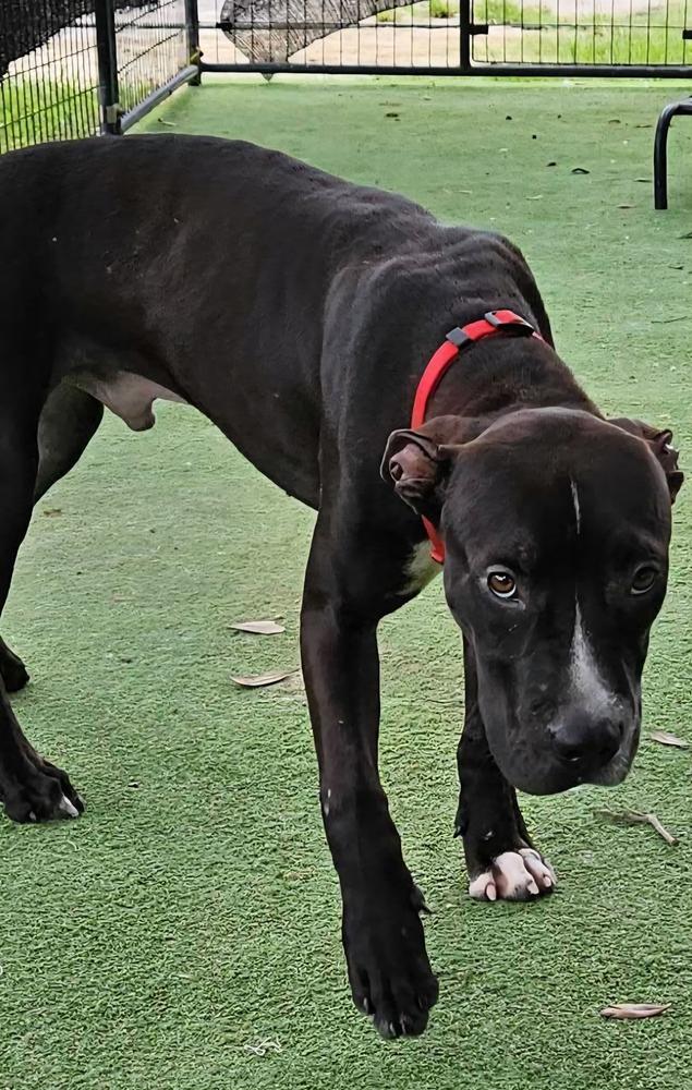 Enlarge Magnet, a Adoptable mixed breed in Lakeland, FL image 1/1