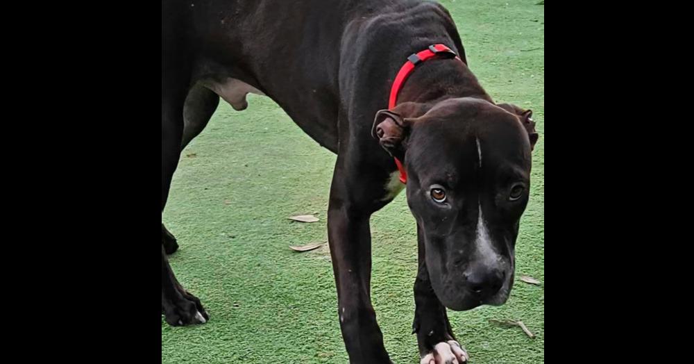 Enlarge Magnet, a Adoptable mixed breed in Lakeland, FL image 3/3