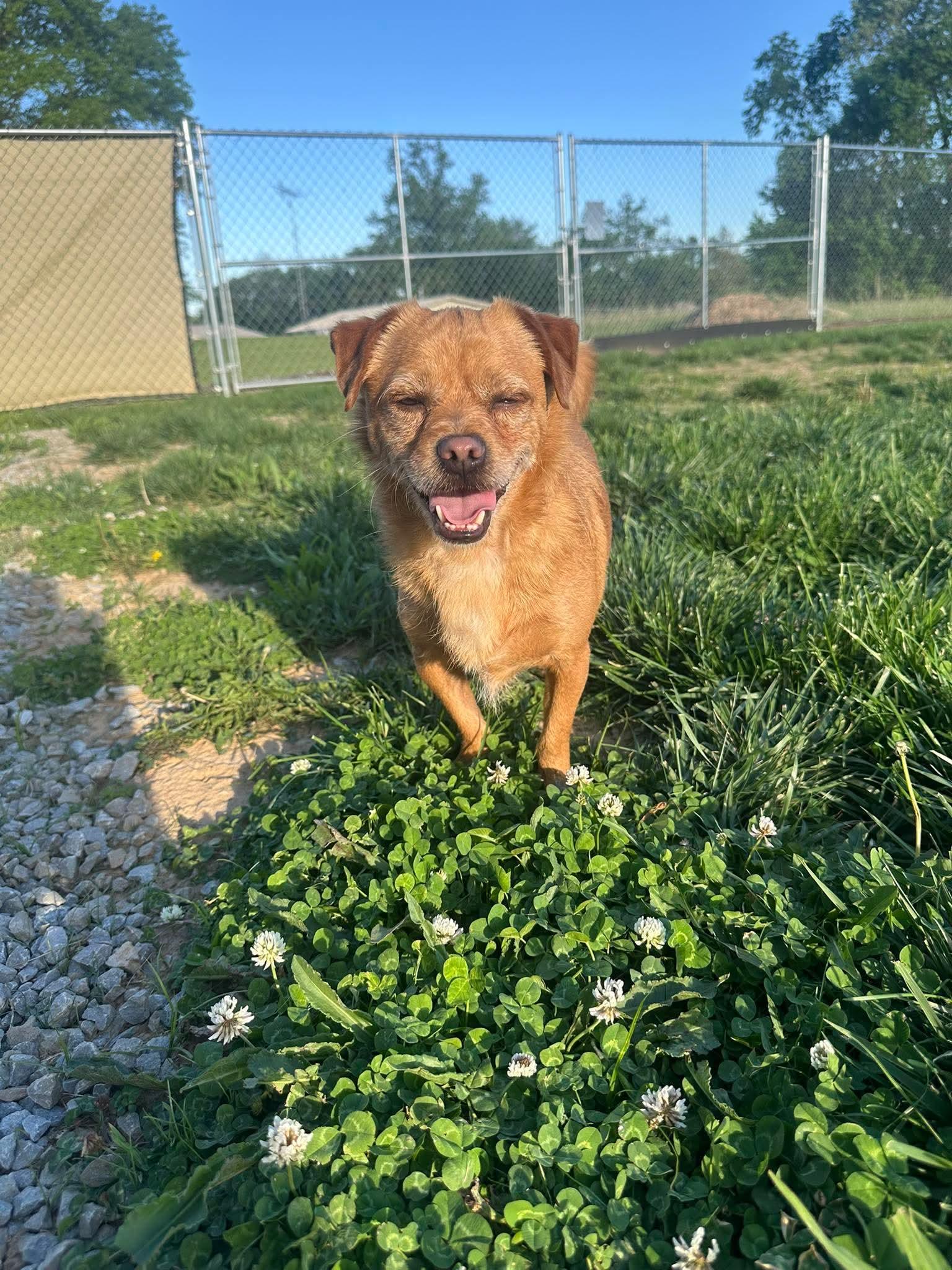 Buddy, Adoptable, Adult Male Chihuahua & Pomeranian.