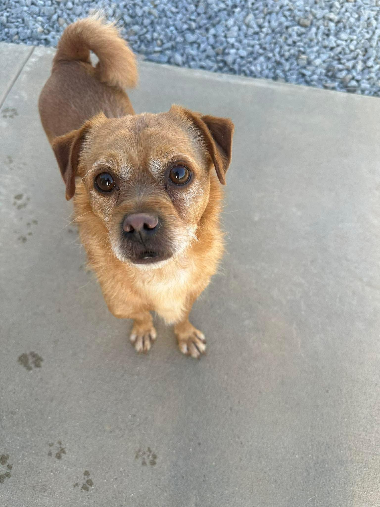 Buddy, a Adoptable mixed breed in Steeleville, IL image 2/3