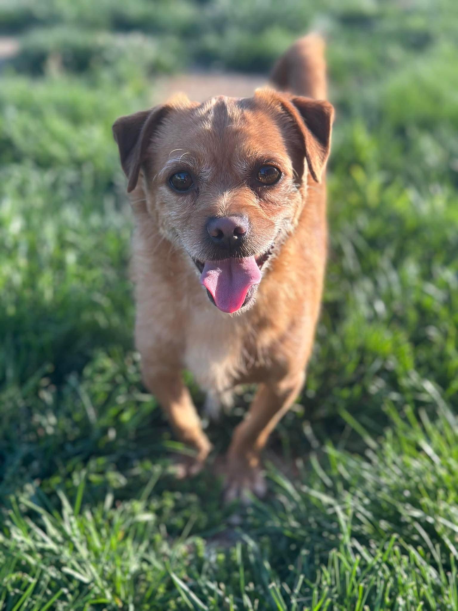 Buddy, a Adoptable mixed breed in Steeleville, IL image 3/3