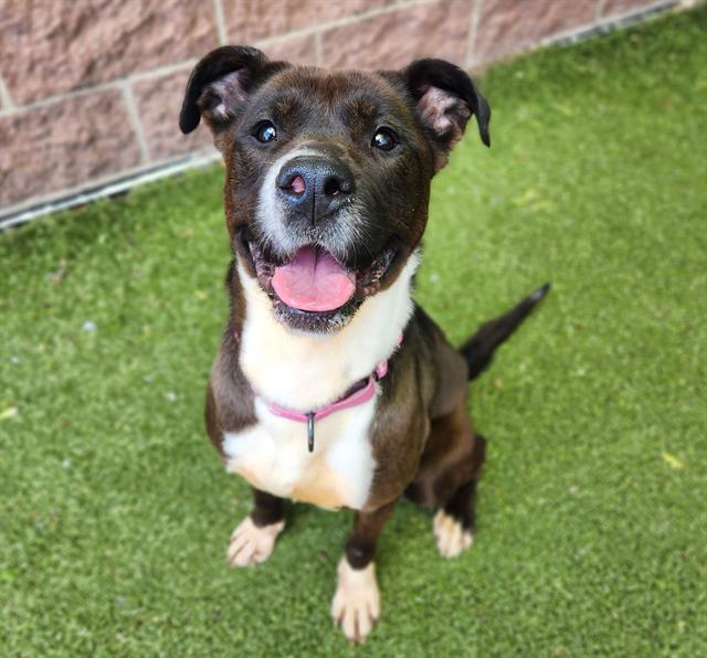 HIBISCUS, Adoptable, Young Female Pit Bull Terrier.