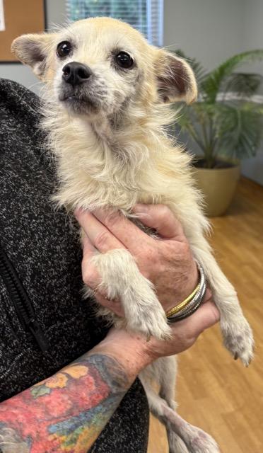 Butter, Adoptable, Adult Female Chihuahua & Terrier.