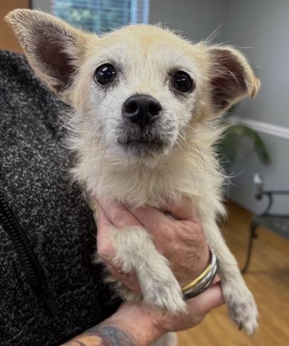 Butter, a Adoptable mixed breed in Mount Airy, NC image 2/4