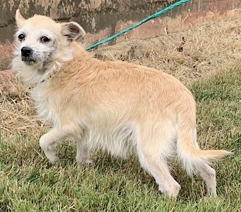 Butter, a Adoptable mixed breed in Mount Airy, NC image 3/4