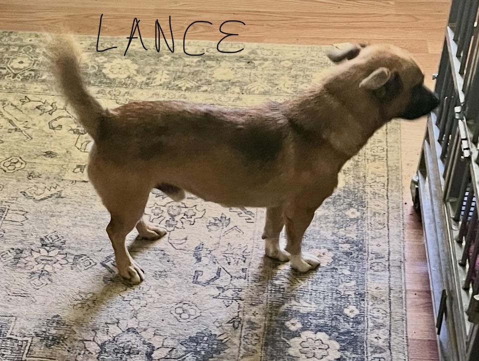 Lance, ADOPTABLE, Young Male Chiweenie.
