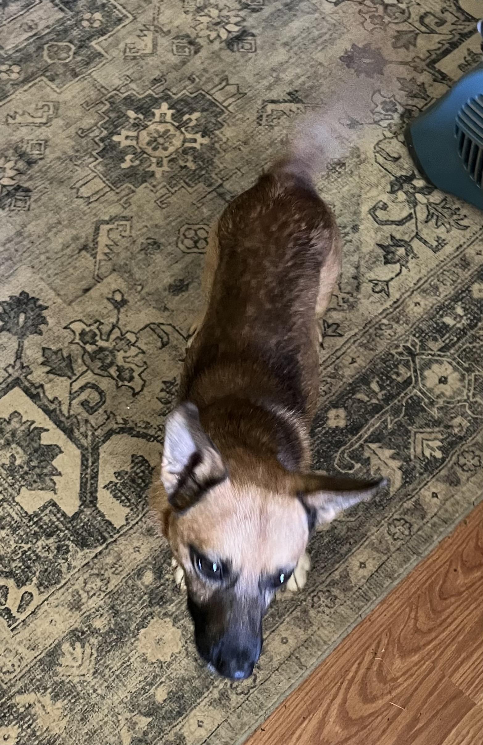 Enlarge Lance, a ADOPTABLE Chiweenie in Warrenton, VA image 2/2