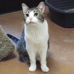 Zeke, Adult Male unknown