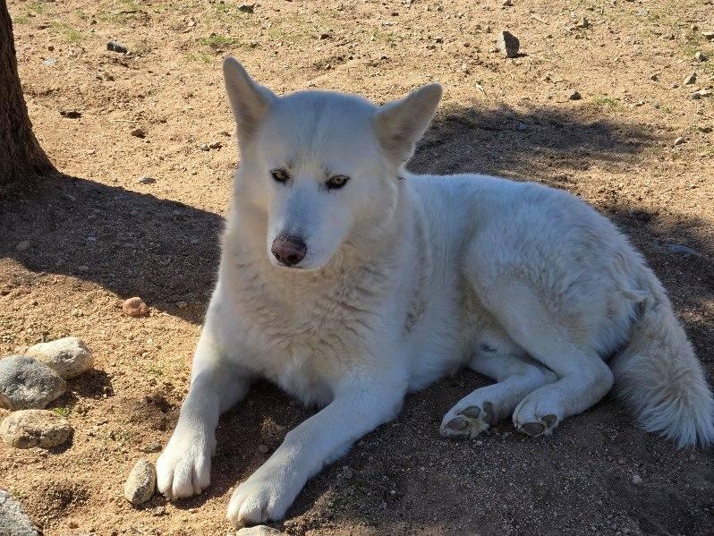 Frosty, the snowman Pyrenees husky!