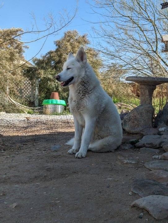 Frosty, the snowman Pyrenees husky!