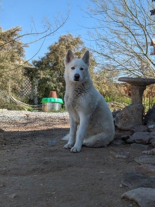 Frosty, the snowman Pyrenees husky!