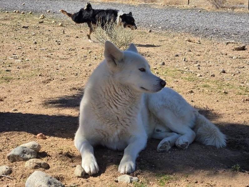 Frosty, the snowman Pyrenees husky!