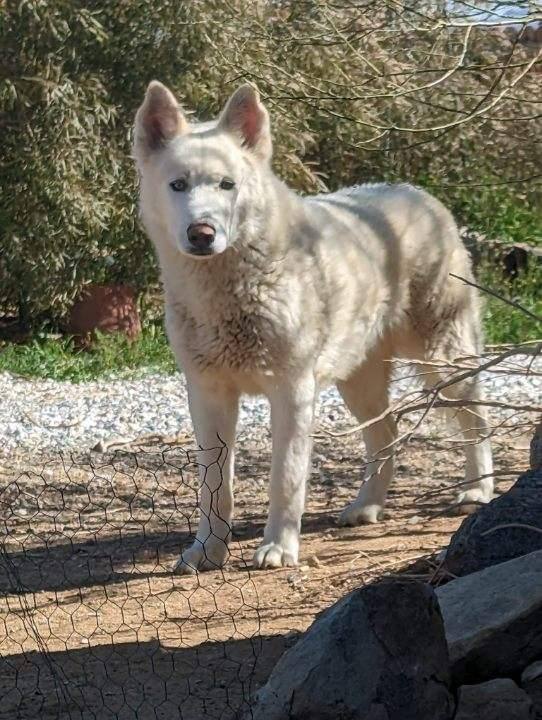 Frosty, the snowman Pyrenees husky!