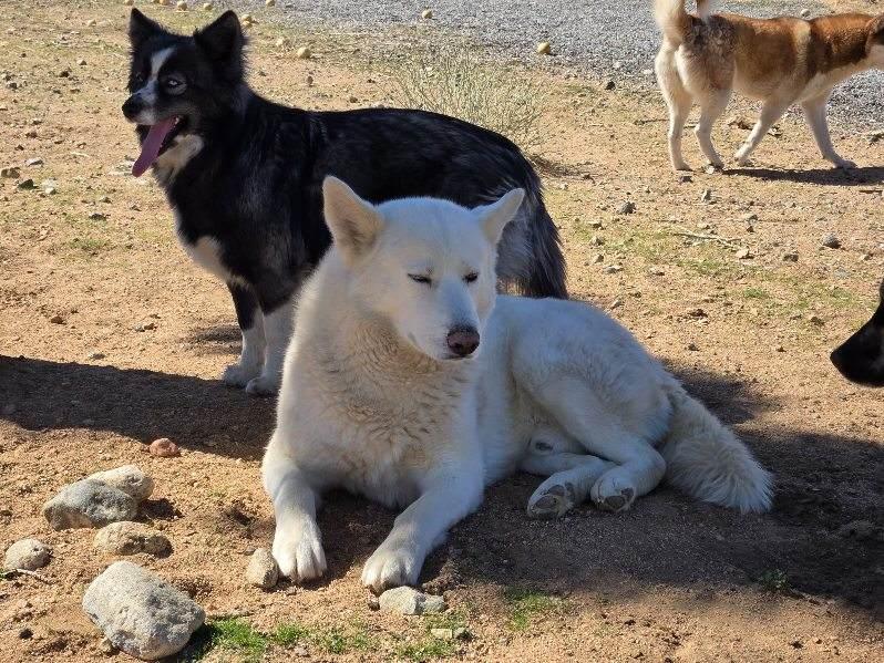 Frosty, the snowman Pyrenees husky!