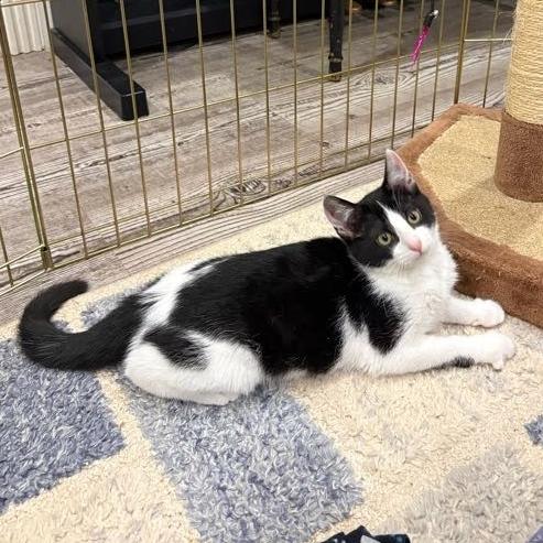 Puffin, Adoptable, Kitten Female Domestic Short Hair.