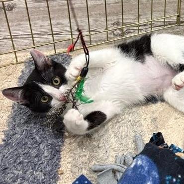 Enlarge Puffin, a Adoptable Domestic Short Hair in Sonoma, CA image 2/4