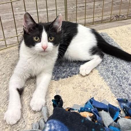 Enlarge Puffin, a Adoptable Domestic Short Hair in Sonoma, CA image 3/4